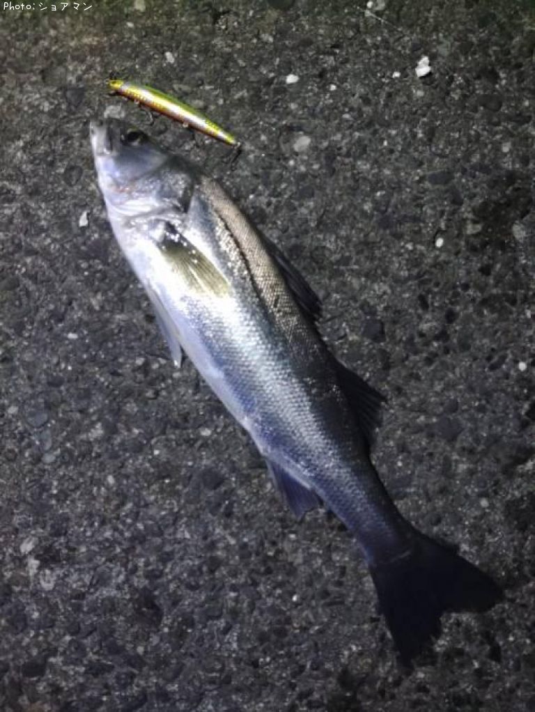 �����Х�