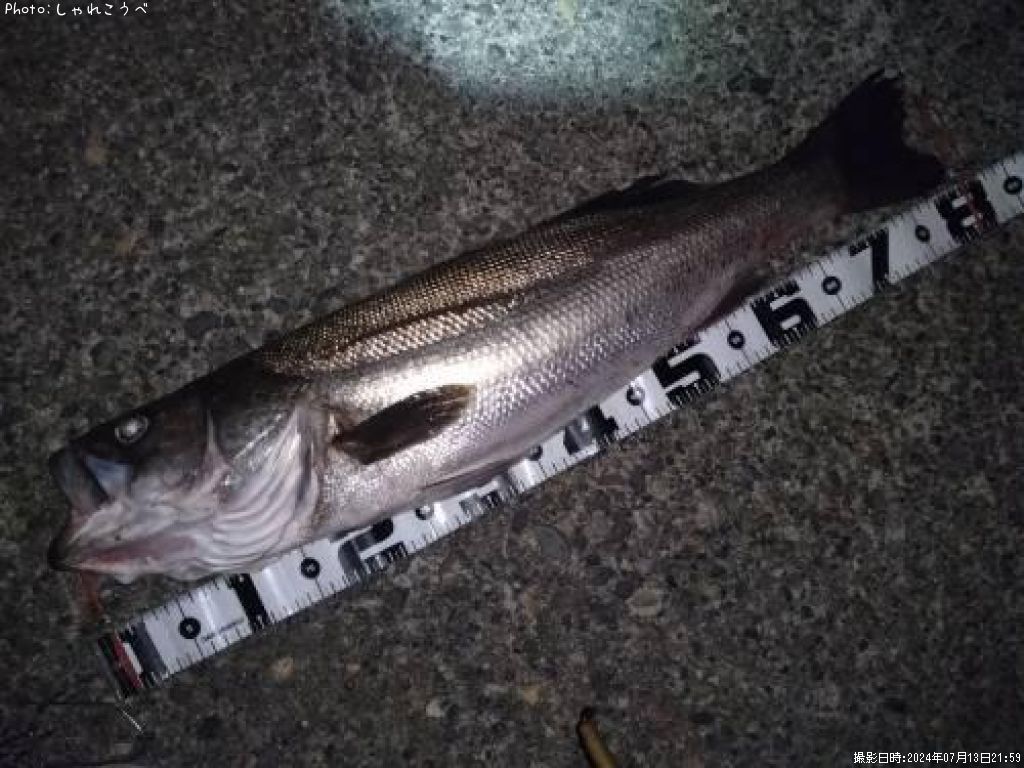 �����Х�