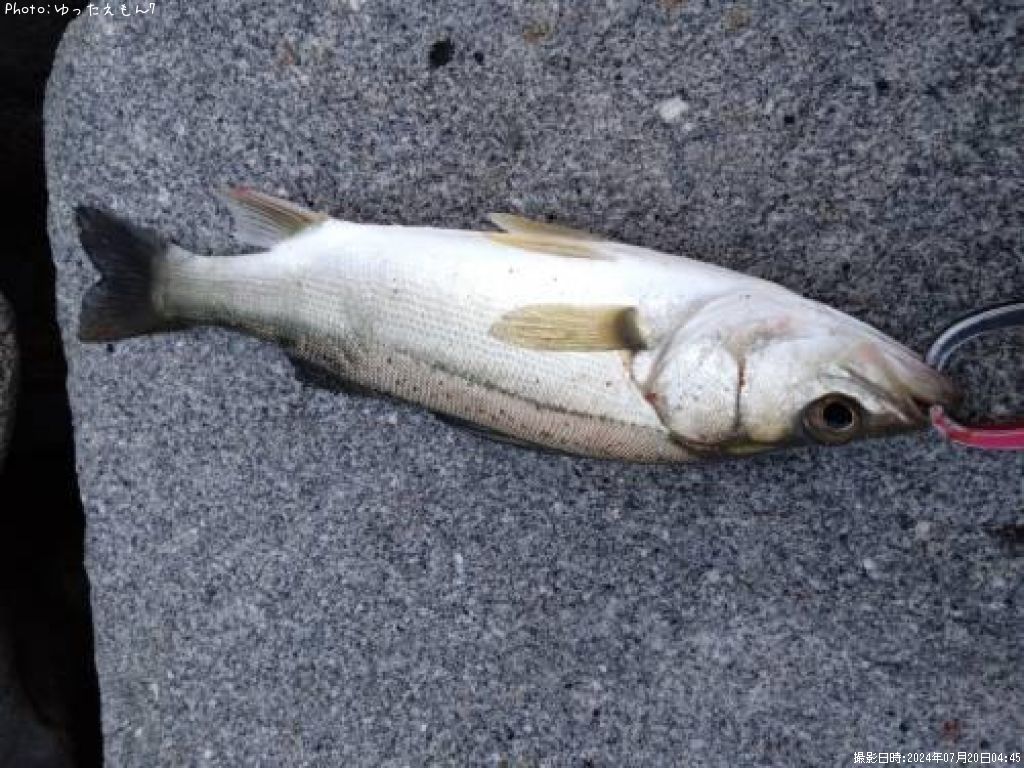 �����Х�