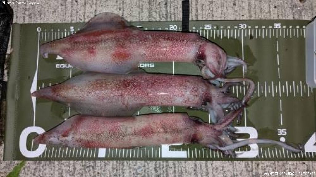 ���󥵥�����