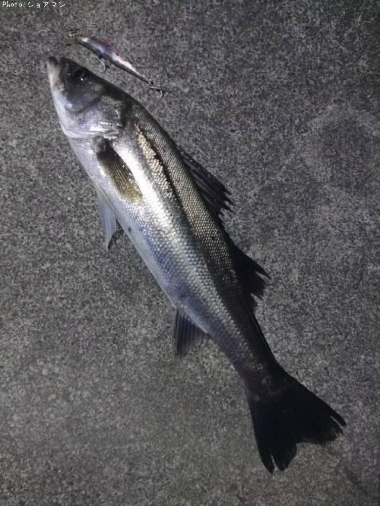 �����Х�