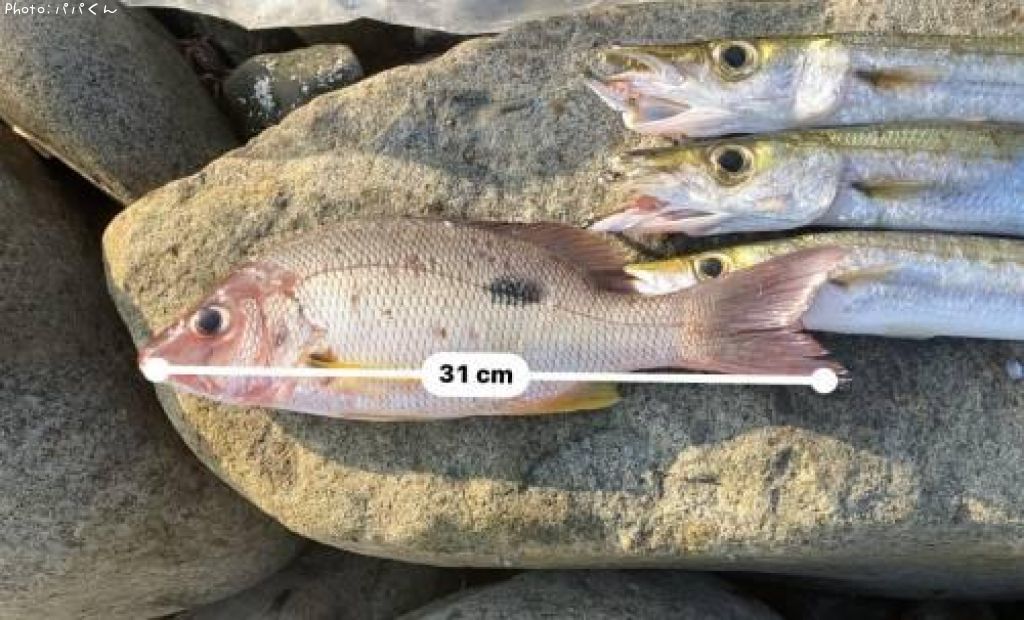 �����ۥ��ե�����