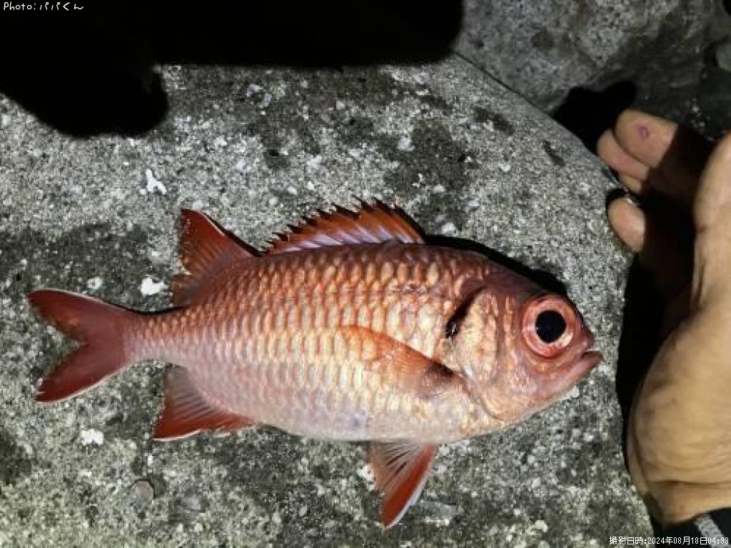 �ʥߥޥĥ���