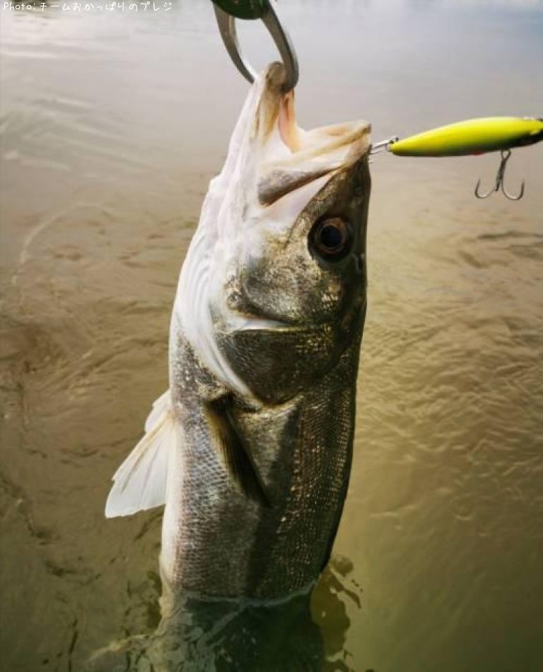 �����Х�