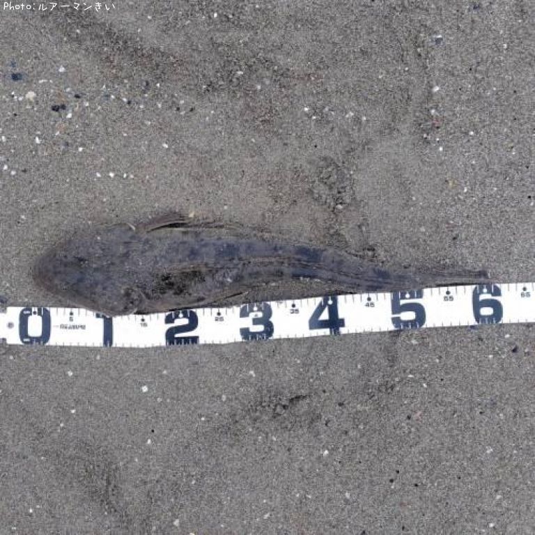 �ޡ�����