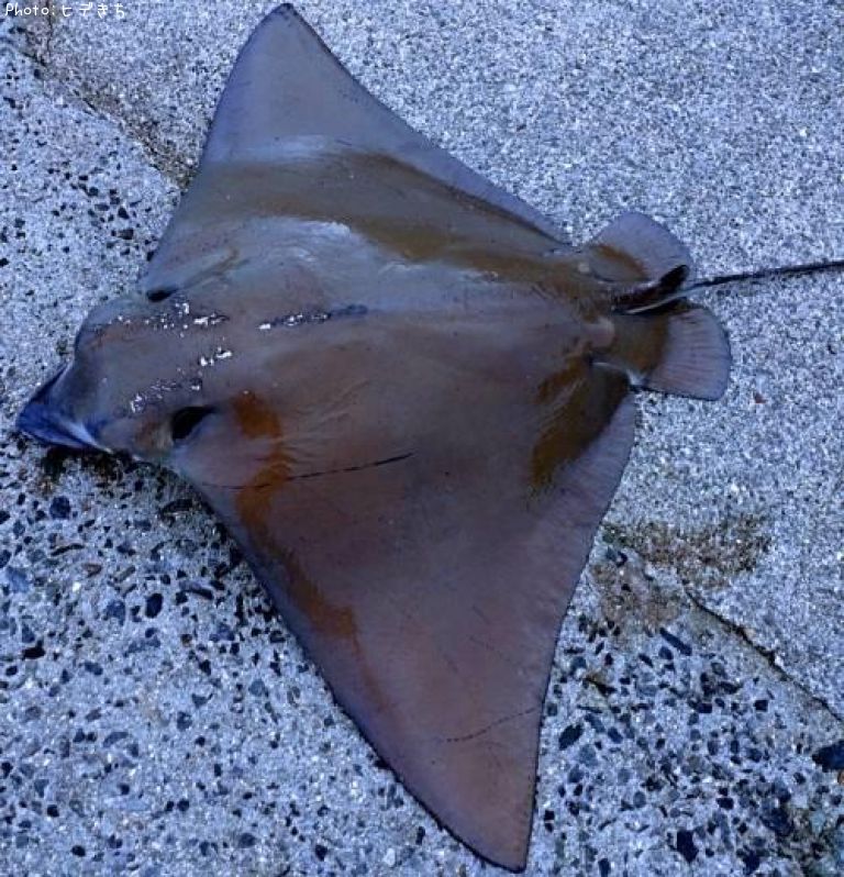 �ʥ�ȥӥ���