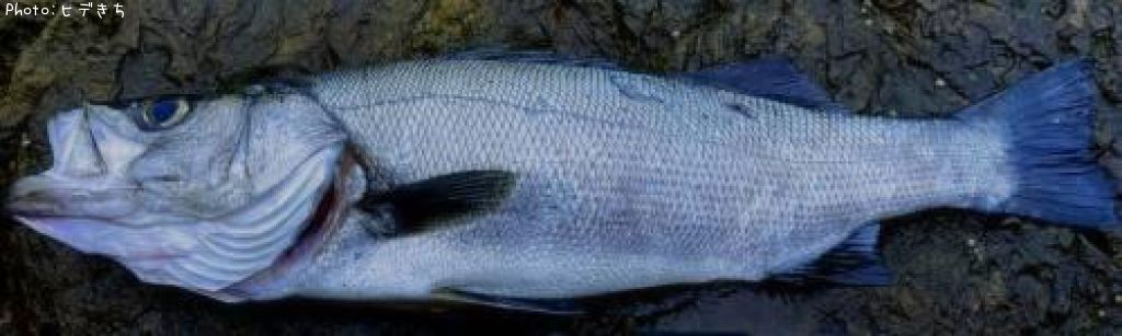 �ҥ饹����