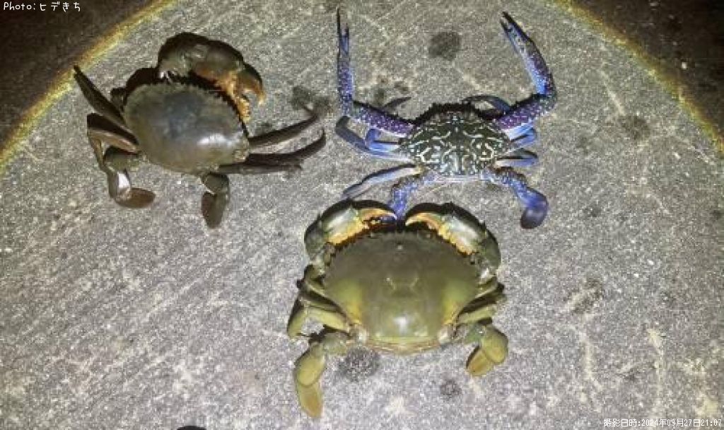 �����ƥΥ����ꥬ���ߡ�������󥬥���