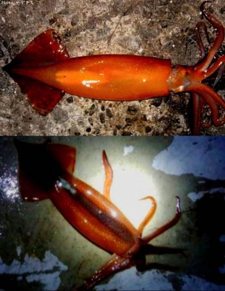 ����ᥤ��