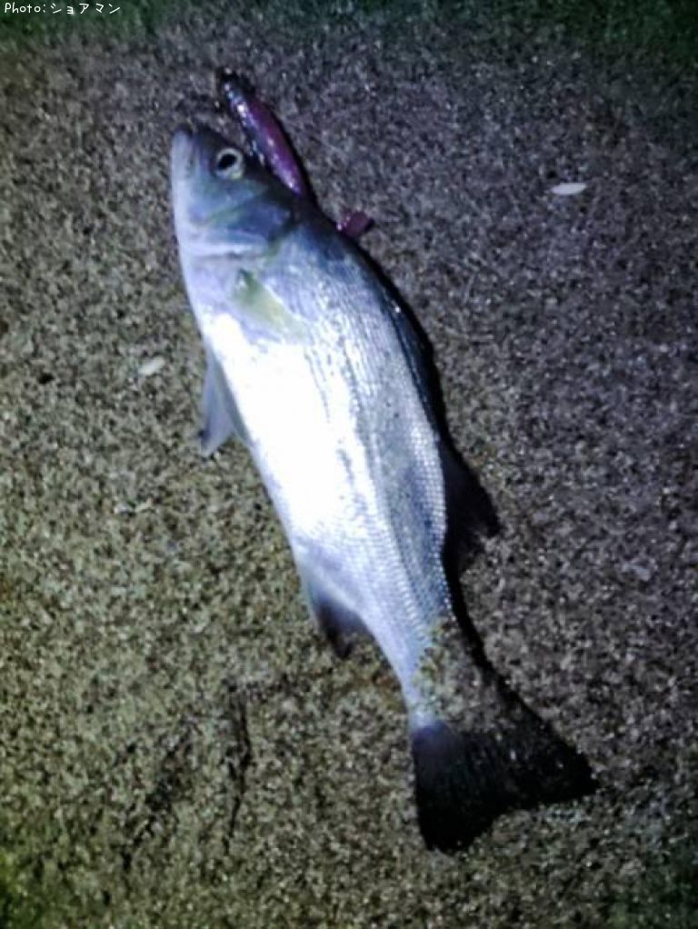 �����Х�