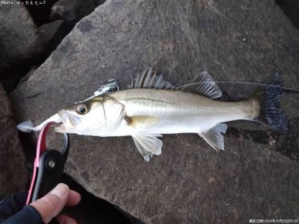 �����Х�