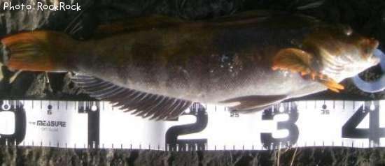 �����ʥ�