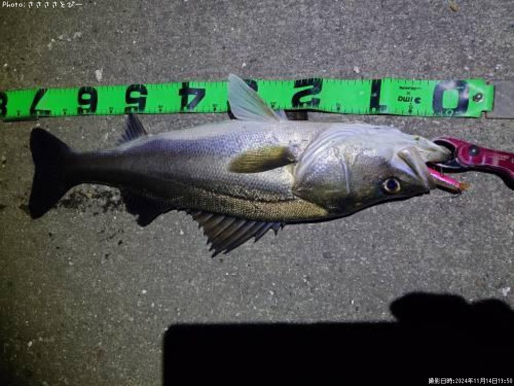 �����Х�