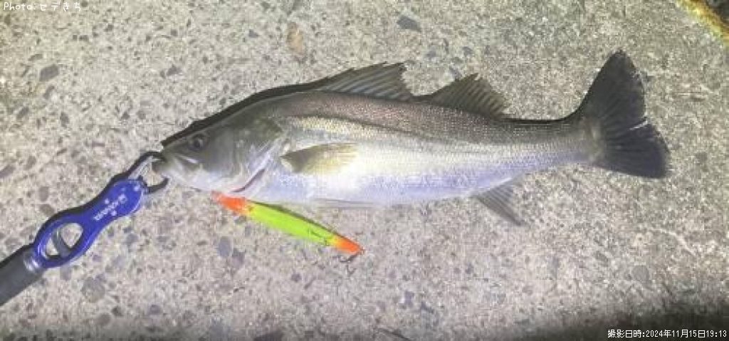 �����Х�