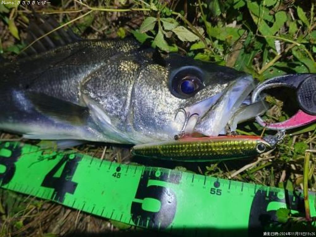 �����Х�