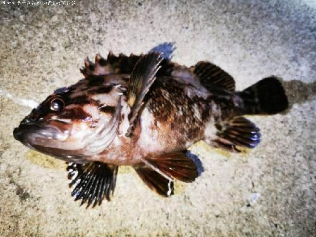 ���������饽��