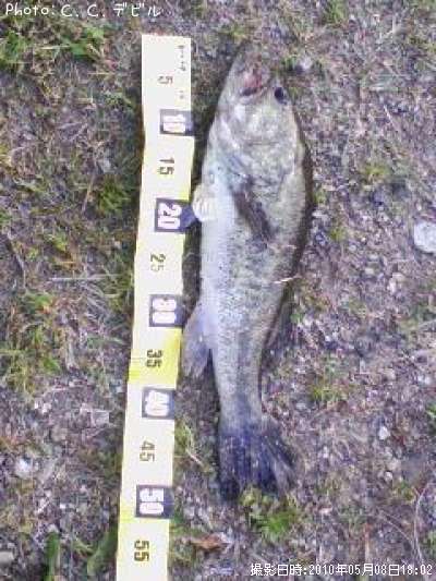 �֥�å��Х�