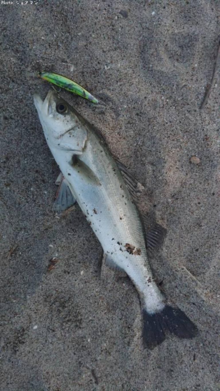 �����Х�