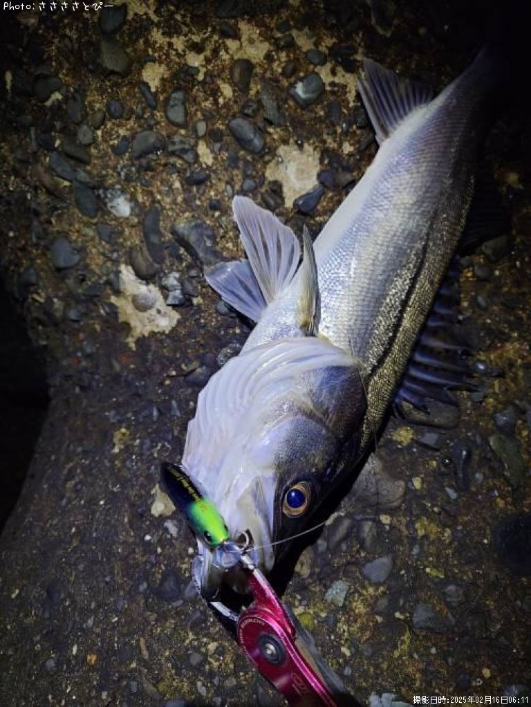 �����Х�