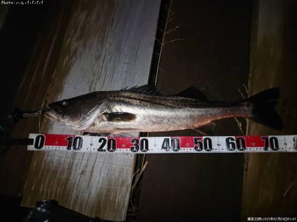 �����Х�