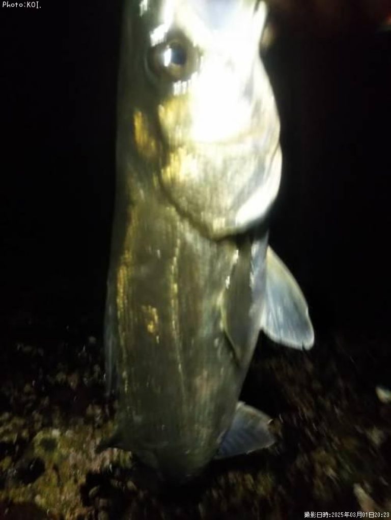 �����Х�