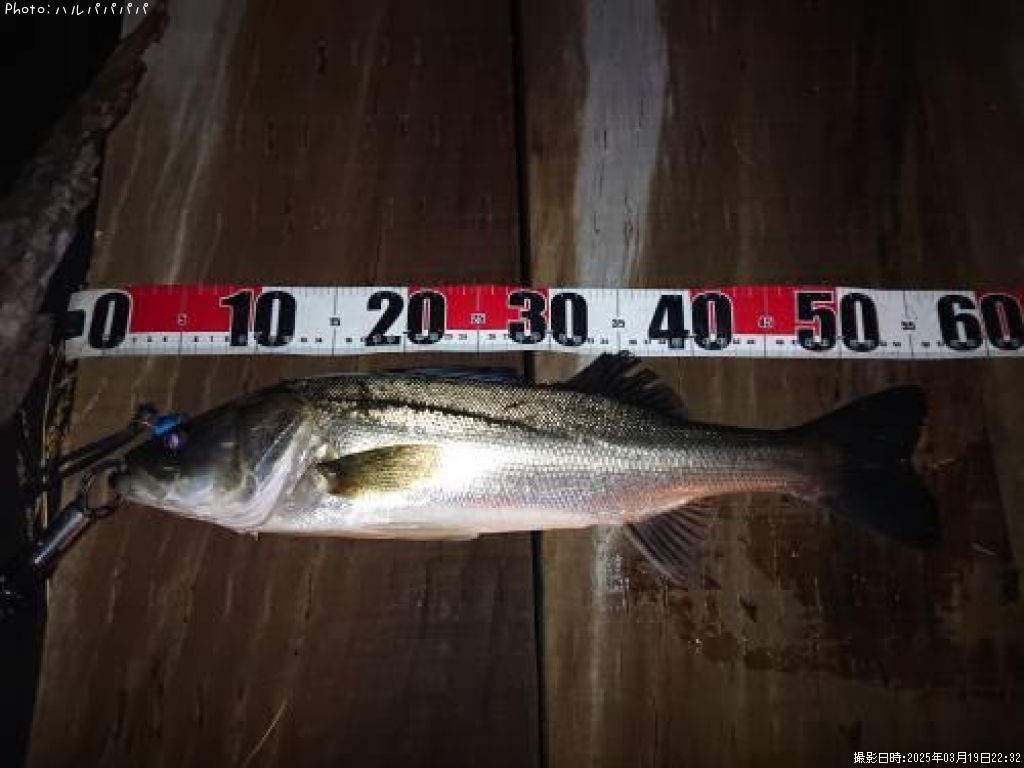 �����Х�