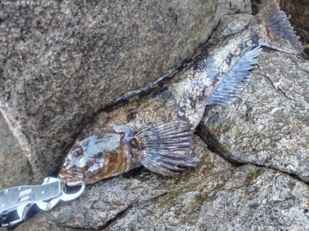 �����ʥ�