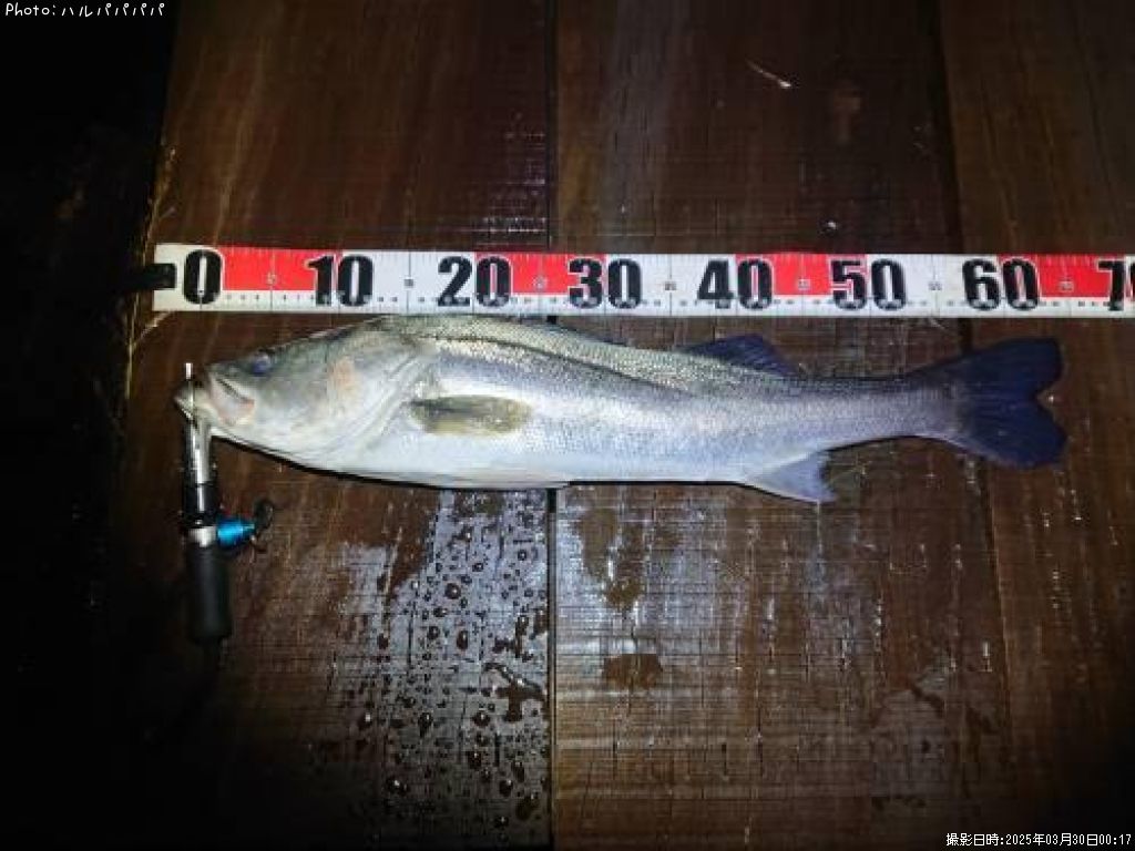 �����Х�����������