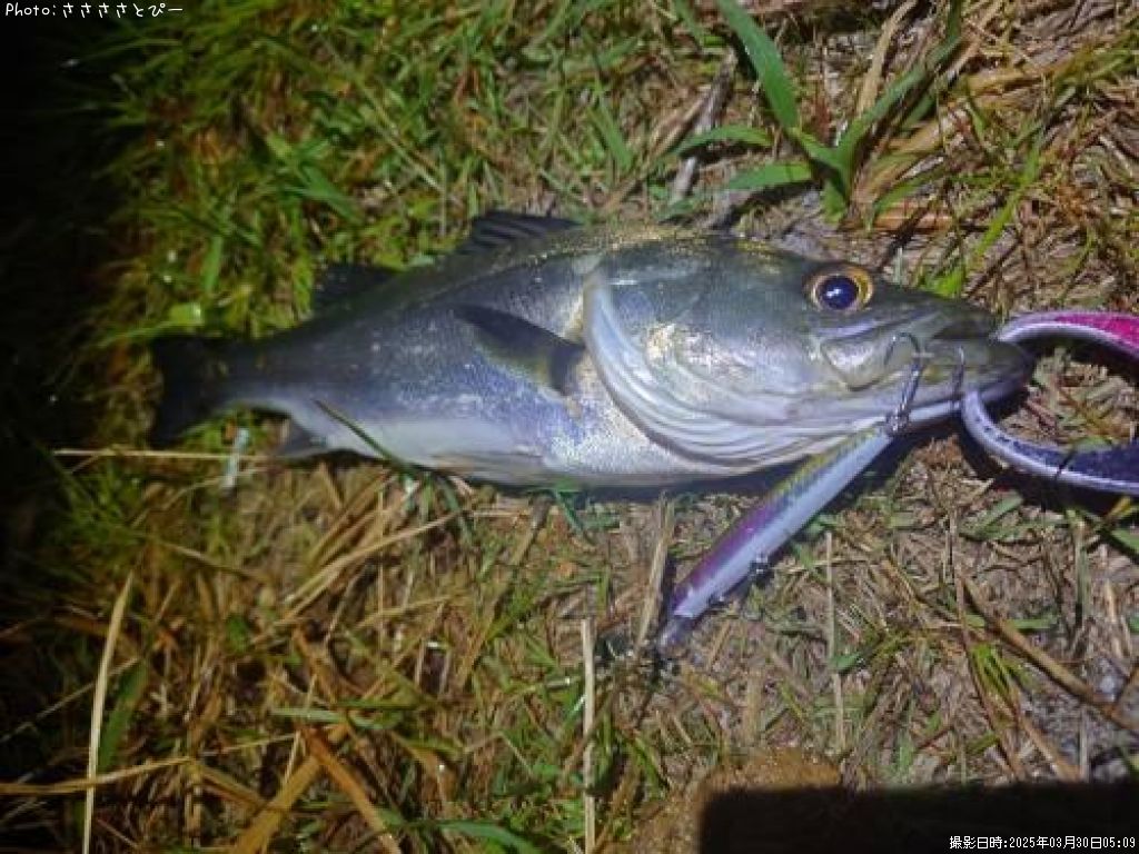 �����Х�