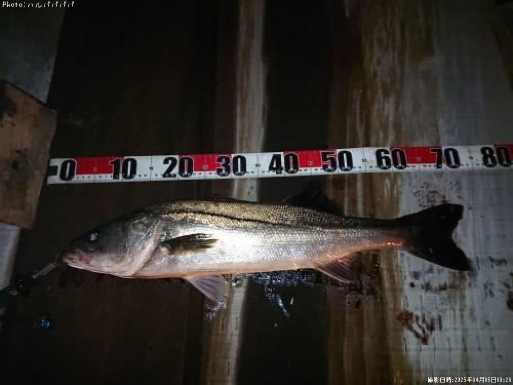 �����Х�