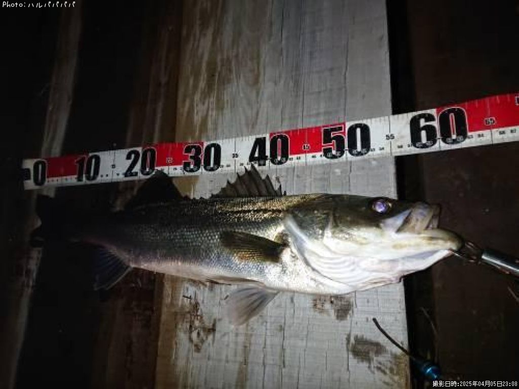 �����Х�����������