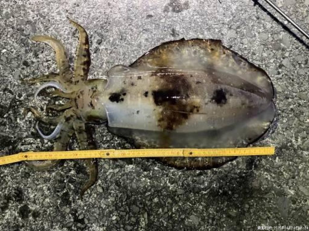 �����ꥤ��