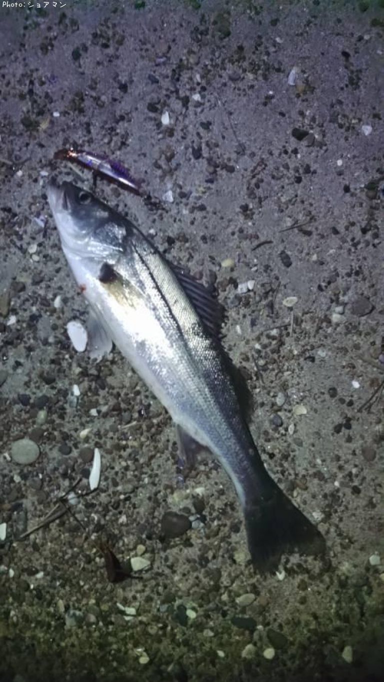 �����Х�