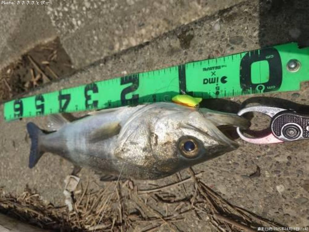 �����Х�����������