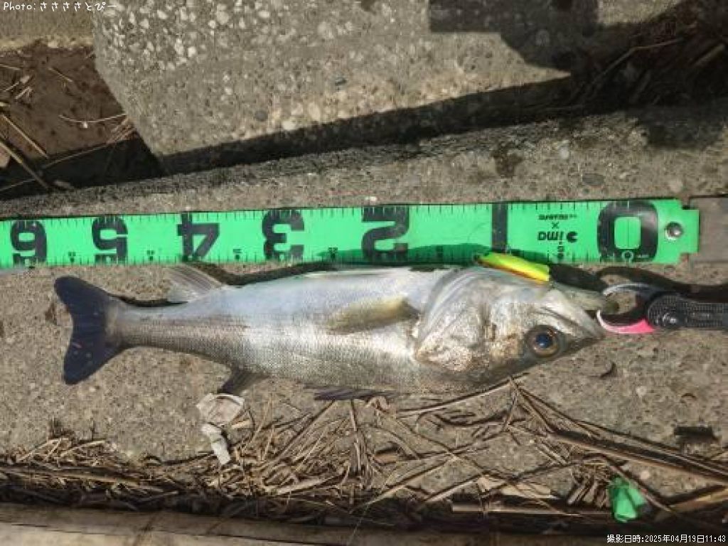 �����Х�����������