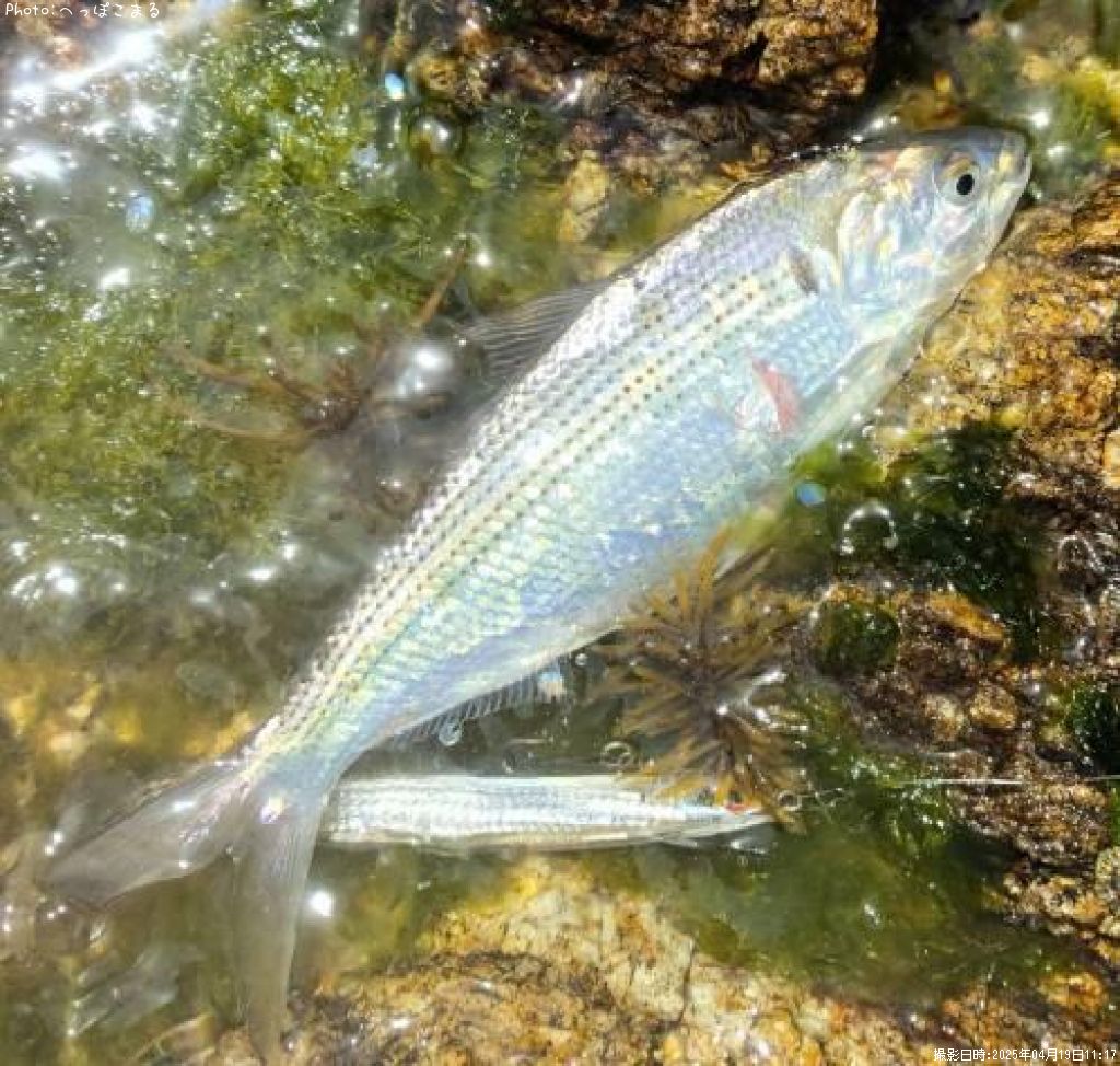 ���Υ���