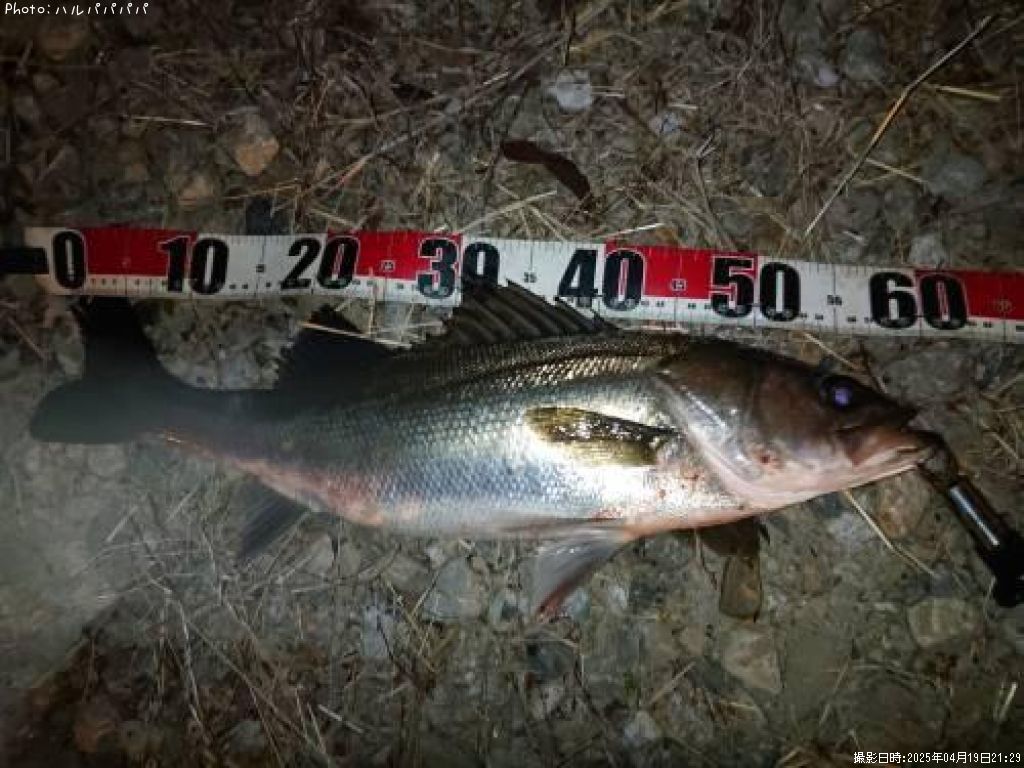 �����Х�����������