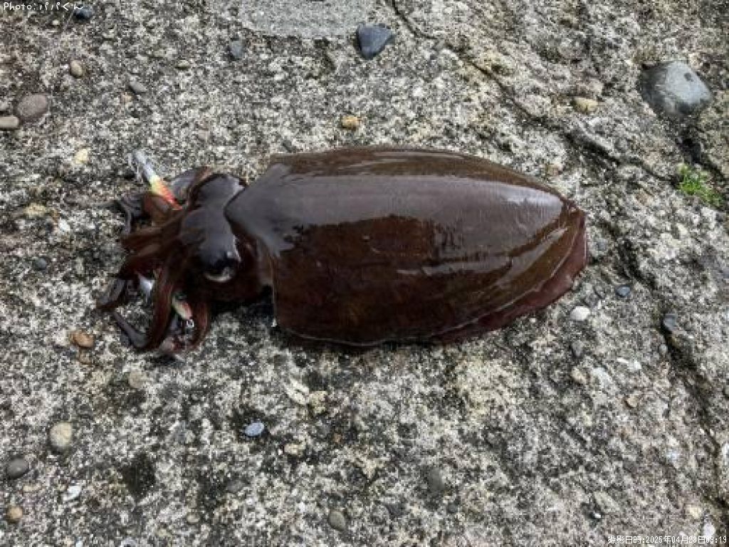 ��󥴥�����