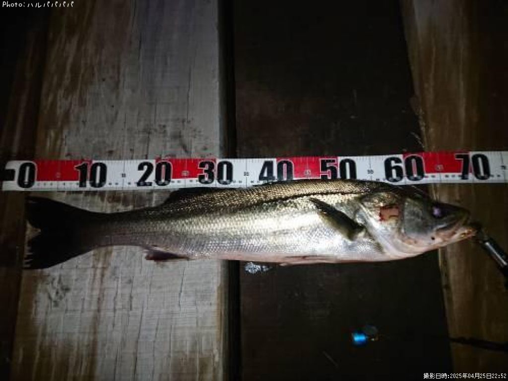 �����Х�����������