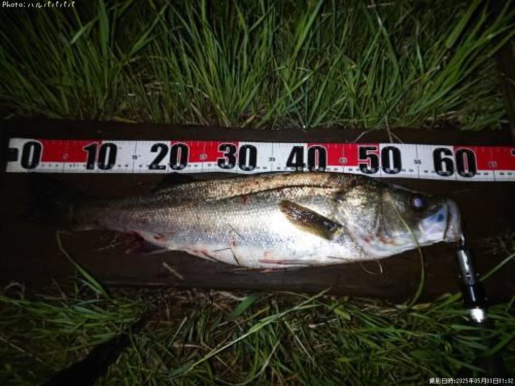 �����Х�����������