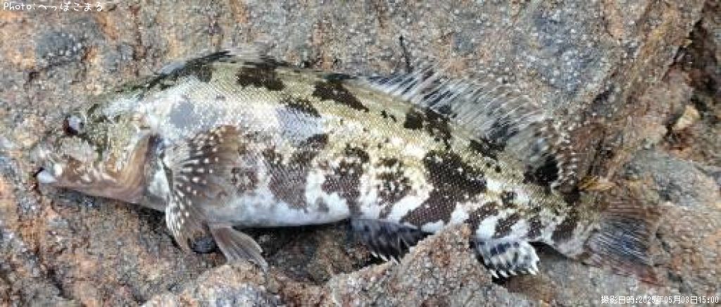 �����ʥ�