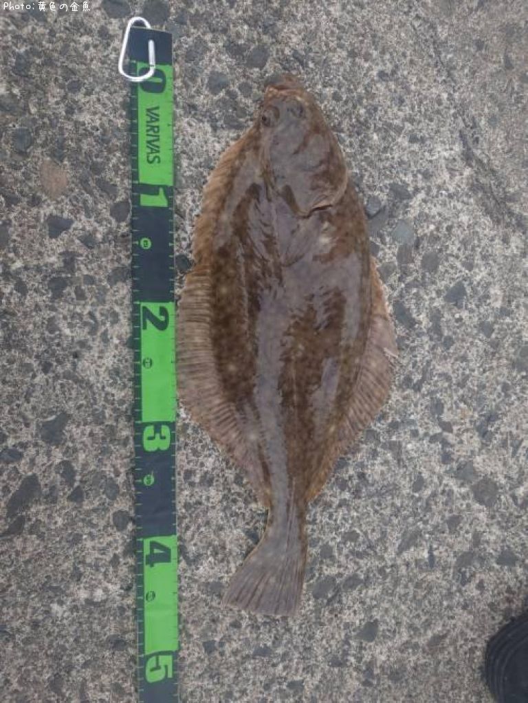 �������쥤