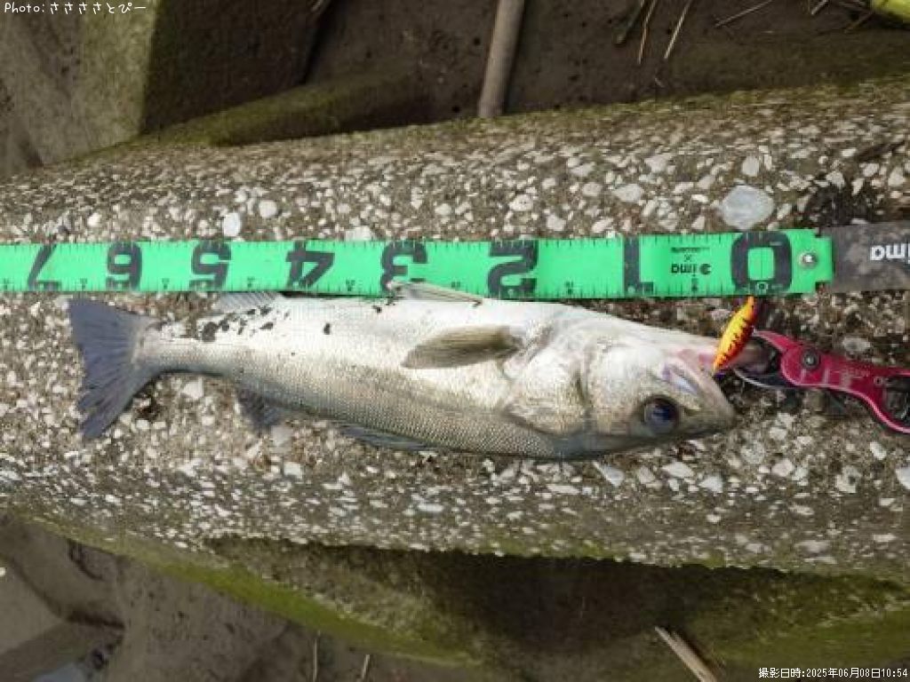 �����Х�����������