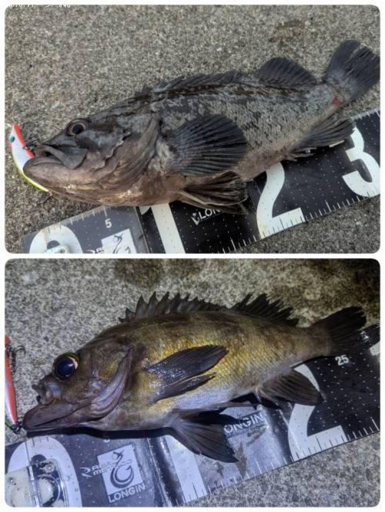 ��Х�ȥ�������