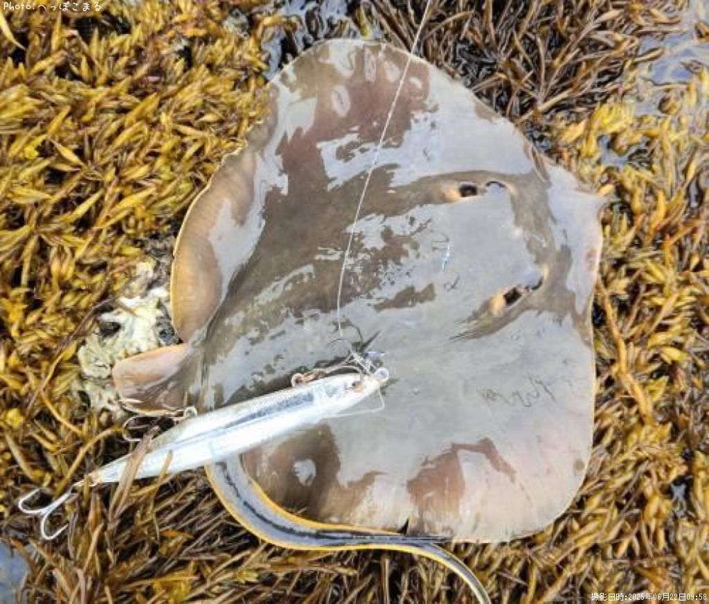 ��������