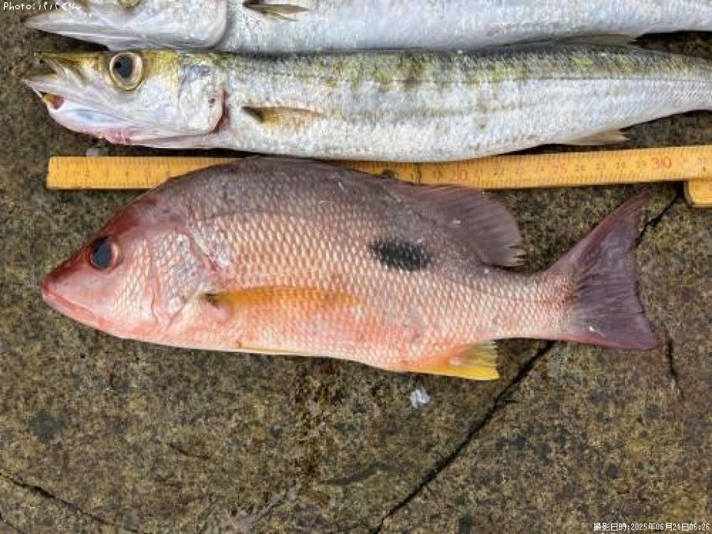 �����ۥ��ե�����