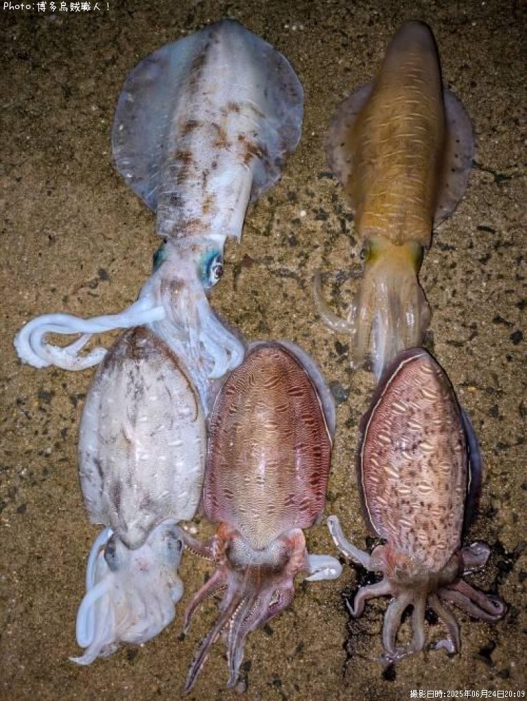 �����ꥤ��