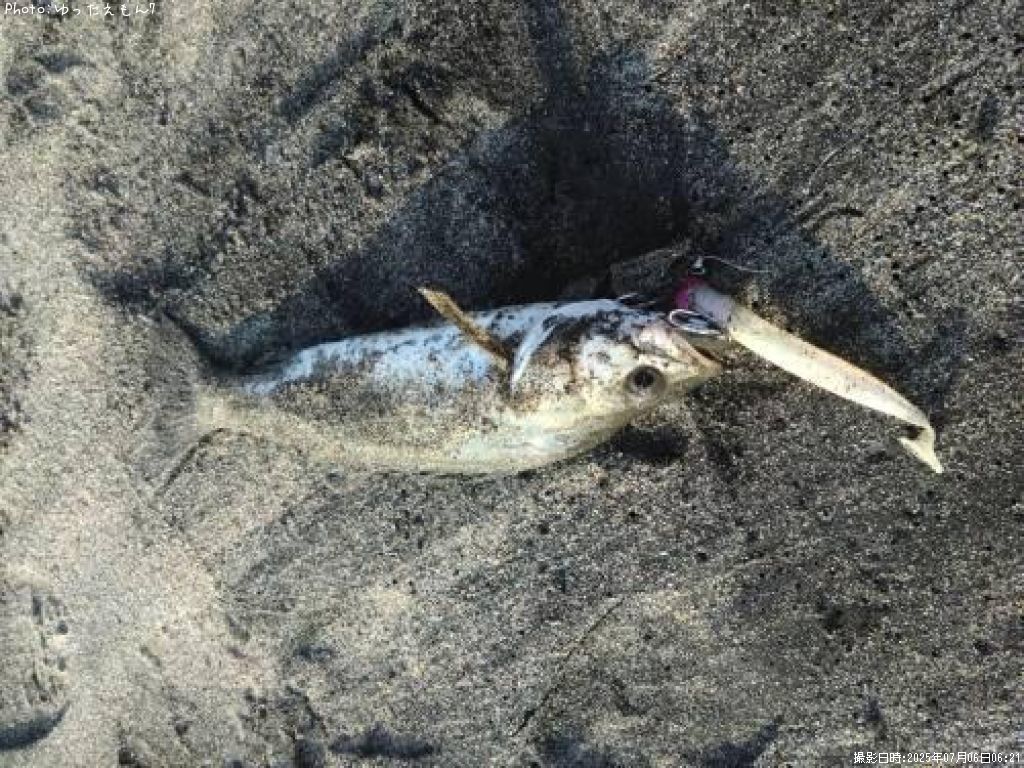 �����Х��ʥ�������