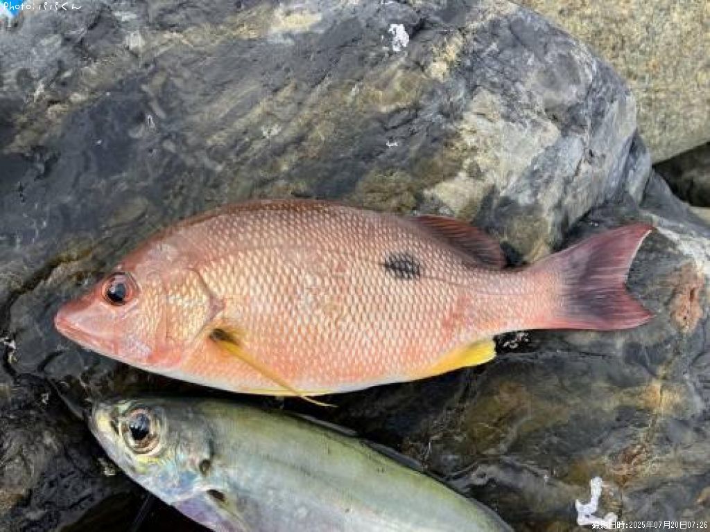 �����ۥ��ե�����