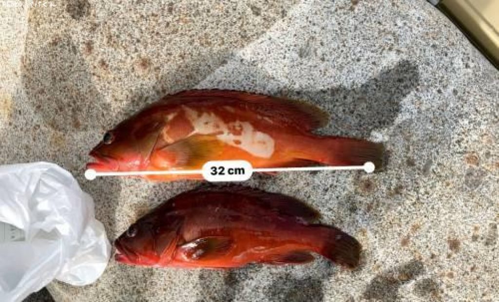 �����ϥ�